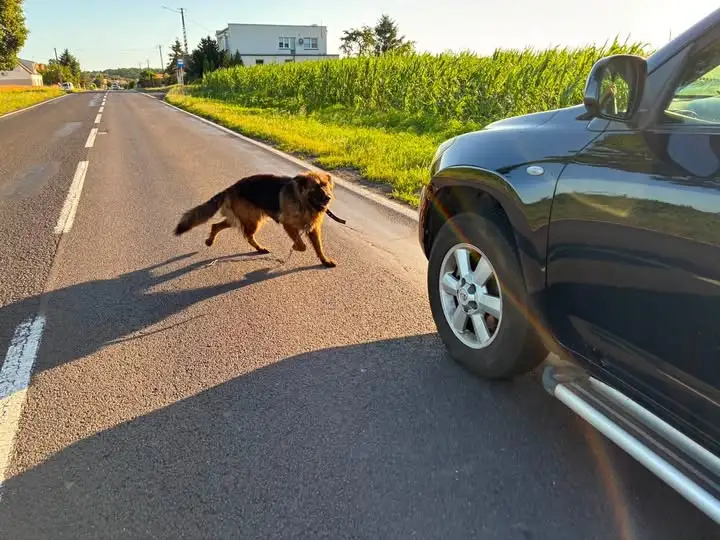 Znaleziono psa między Wojnowicami a Kątami – szukamy właściciela