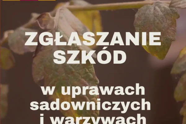 Gmina Krzemieniewo wzywa rolników do zgłaszania strat po upałach