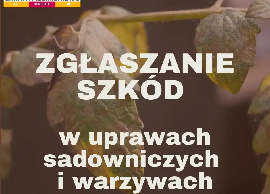 Gmina Krzemieniewo wzywa rolników do zgłaszania strat po upałach