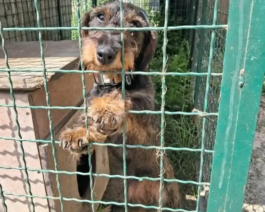 Zaginiony pies w gminie Krzemieniewo – pomóżmy mu wrócić do domu