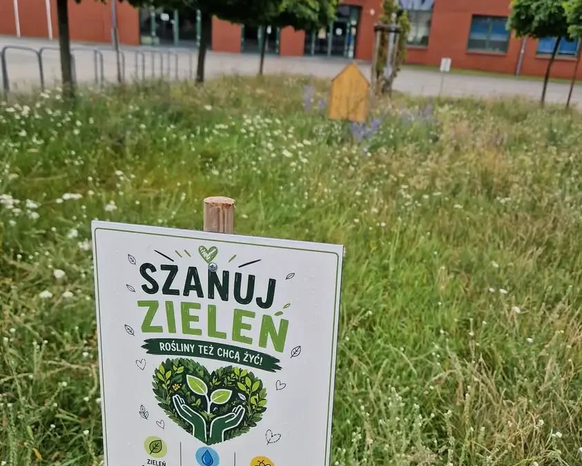 Łąki kwietne w Lesznie – naturalne oazy w miejskiej dżungli