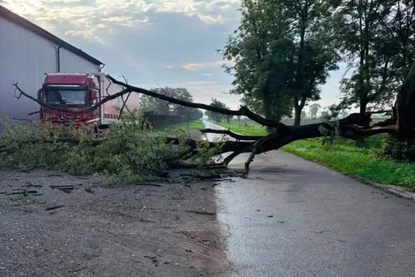 Leszno: Drzewo na ul. Lipowej – interwencja OSP