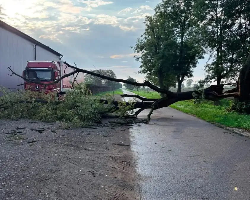 Leszno: Drzewo na ul. Lipowej – interwencja OSP