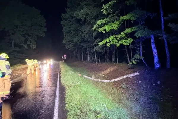 Zdarzenie na DW579 w Julinku: powalone drzewo zablokowało drogę wojewódzką