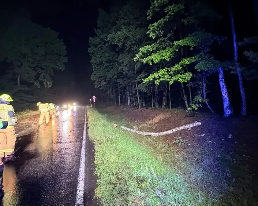 Zdarzenie na DW579 w Julinku: powalone drzewo zablokowało drogę wojewódzką