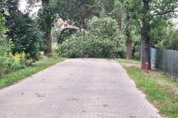 Złamane drzewo blokuje drogę w Marianowie – interwencja OSP Leszno
