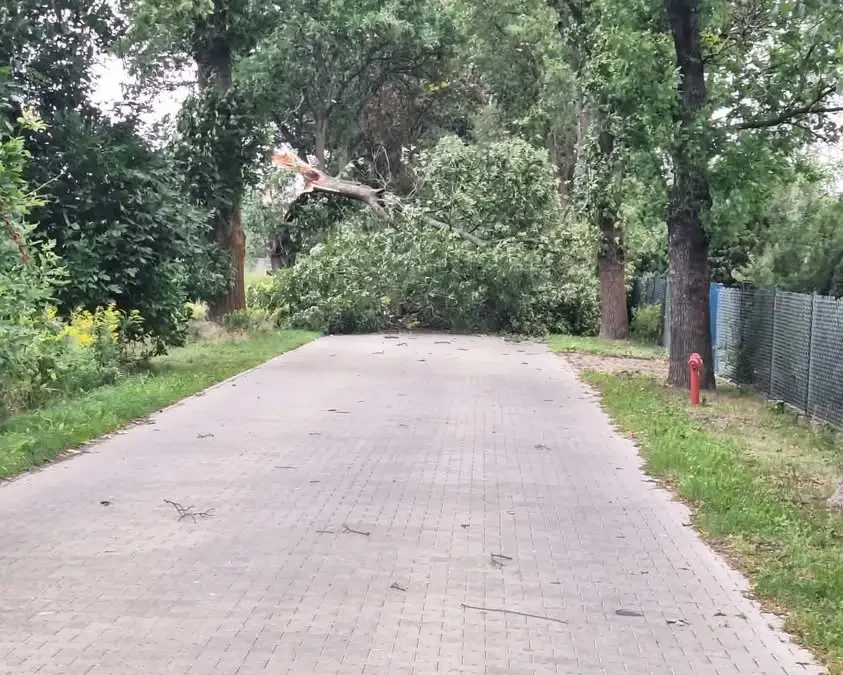Złamane drzewo blokuje drogę w Marianowie – interwencja OSP Leszno