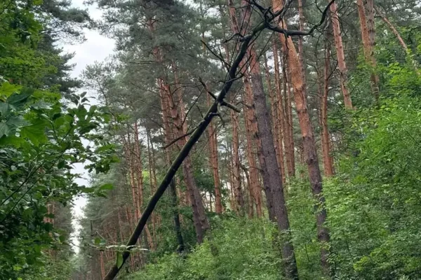 Złamane drzewo na liniach energetycznych w Julinku – interwencja OSP Leszno