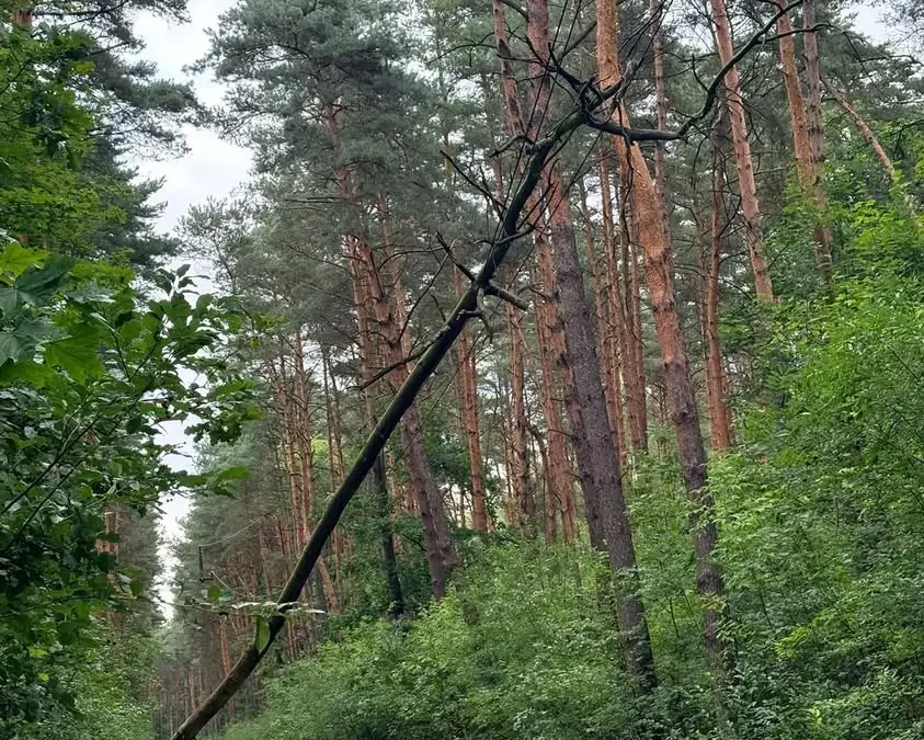 Złamane drzewo na liniach energetycznych w Julinku – interwencja OSP Leszno