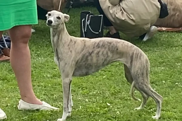 Zaginął whippet w okolicy Frankowa – apel o pomoc
