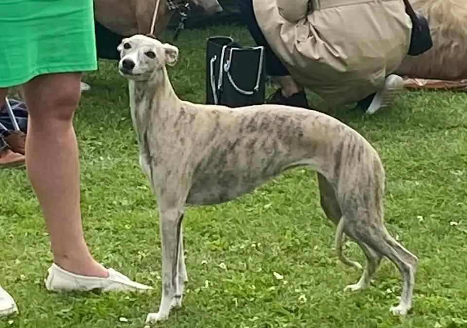 Zaginął whippet w okolicy Frankowa – apel o pomoc