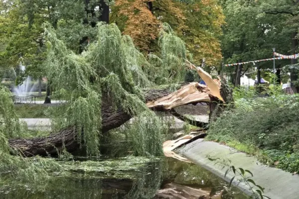 Wierzba pomnikowa złamała się w Parku Kościuszki w Lesznie