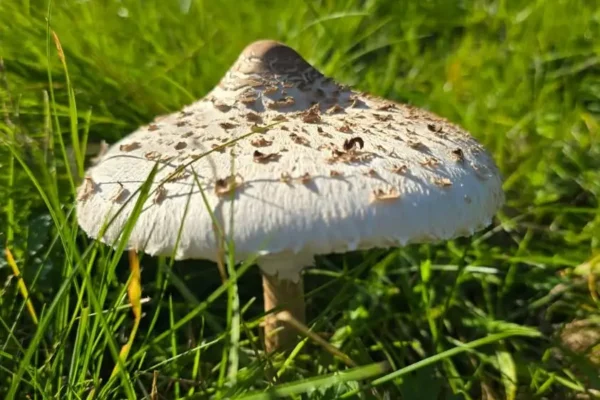 Bezpieczne grzybobranie – zasady, które mogą uratować życie