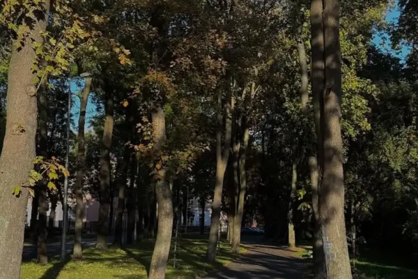Leszno zaskakuje ilością zieleni. Dzień Drzewa w liczbach
