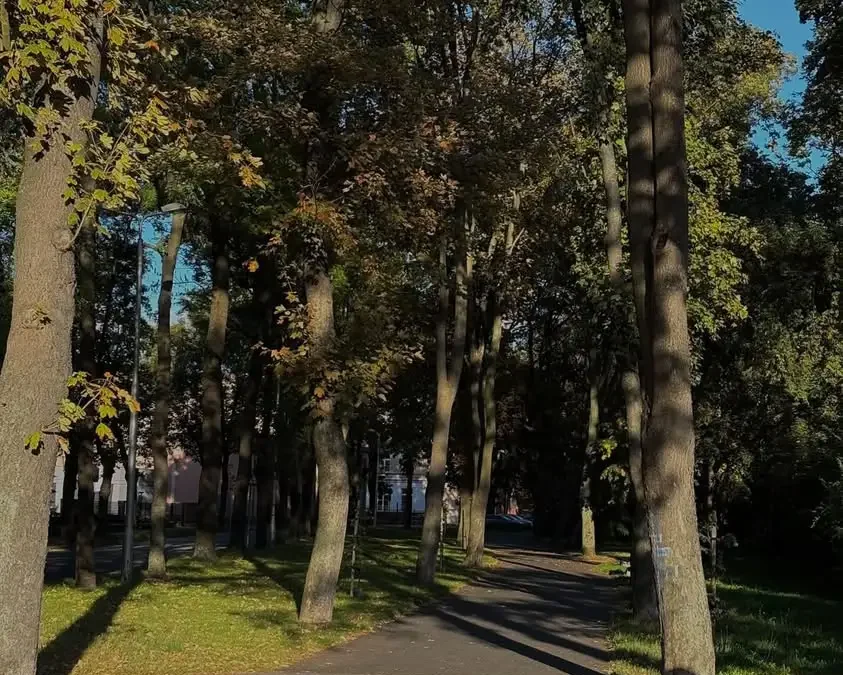 Leszno zaskakuje ilością zieleni. Dzień Drzewa w liczbach